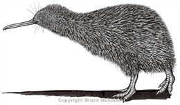 Little Spotted Kiwi Drawing